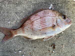 推し漁港で釣れたマダイ