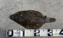 マコガレイ35cm