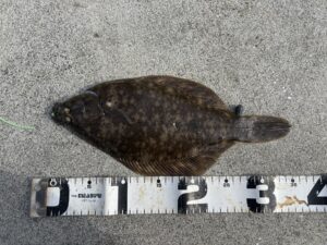 マコガレイ35cm