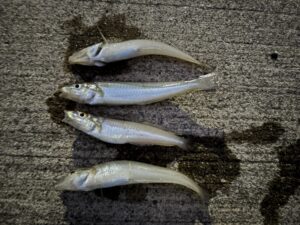 シロギス