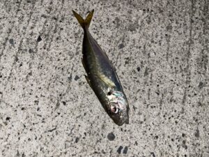 アジ